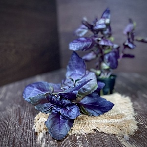 Базилик красный в горшочке 1 шт